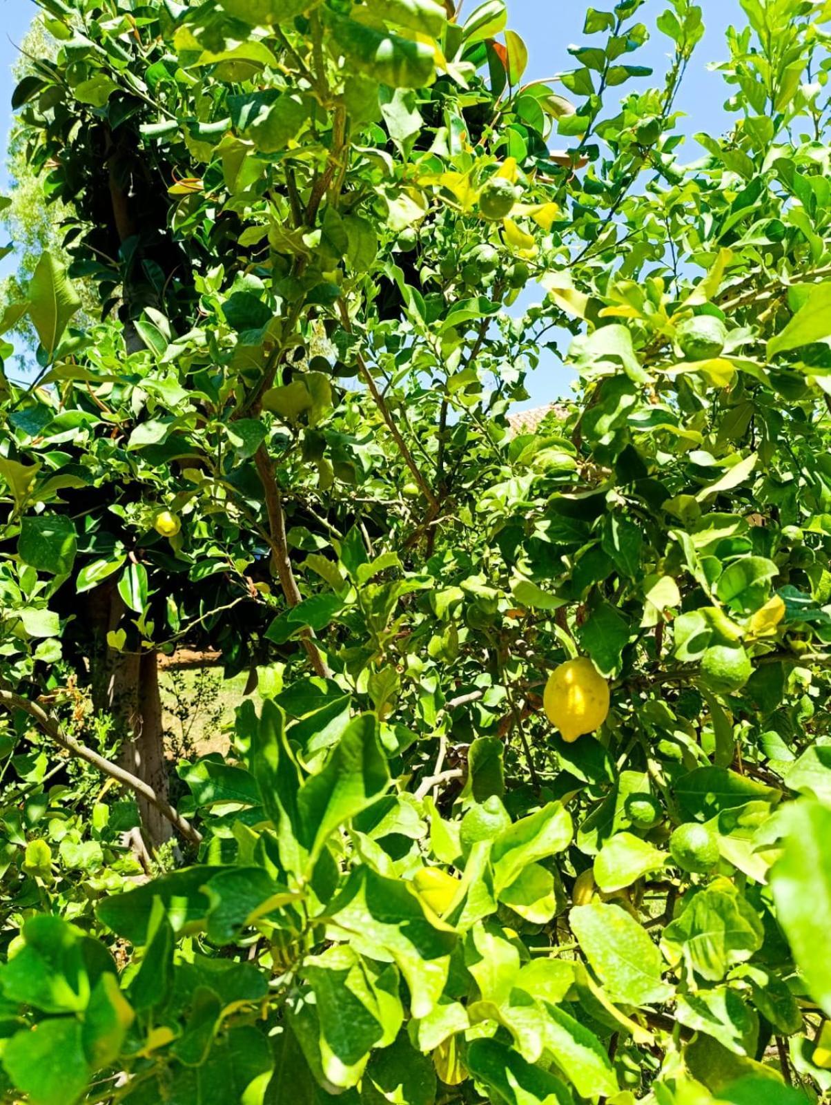Vila Casa In Giardino A Pochi Passi Dal Mare Palermo Exteriér fotografie